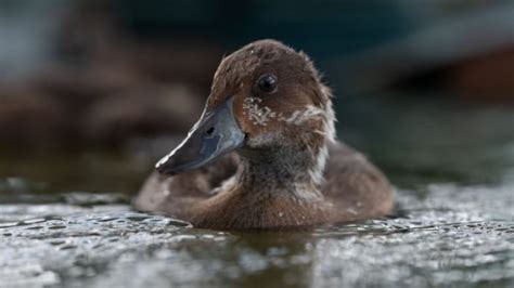 World's rarest birds, once thought extinct, get a new home in Madagascar | CBC Radio