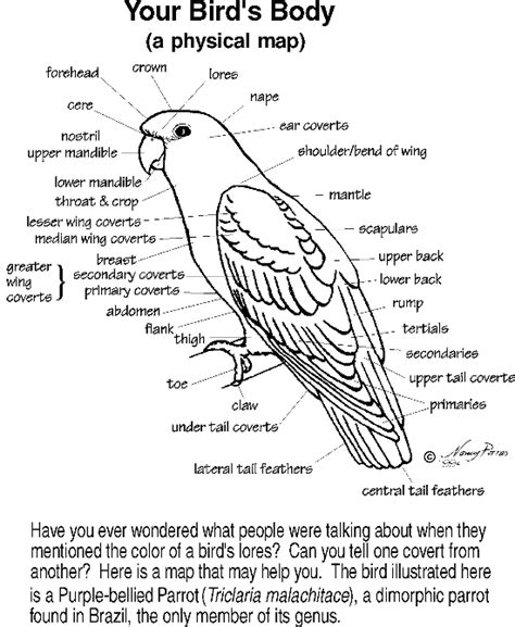 Parrot Anatomy | Parrot, Parrot toys, Pet birds