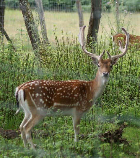 Kostenlose Foto Wald Tier Tierwelt Wild Hirsch S Ugetier Fauna