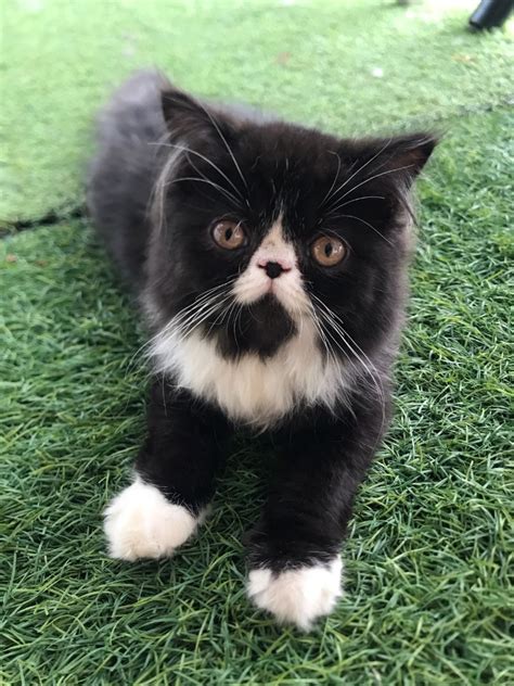 Kucing Persian Peaknose Umur Bulan On Carousell