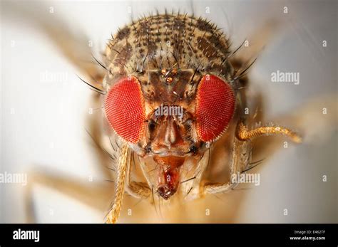 Wild Common Fruit Fly Drosophila Melanogaster Vienna Drosophila Rnai Center Institute Of