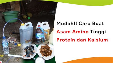 Membuat Asam Amino Terkuat Dan Kandungan Tertinggi Lengkap Dengan