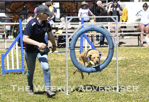 Photos Horsham Show Hits New High The Weekly Advertiser