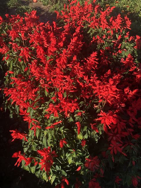 Lighthouse Red Salvia Fedco Seeds