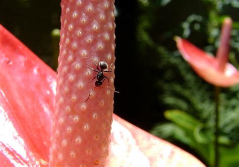 formiga  sethmalakai  deviantart