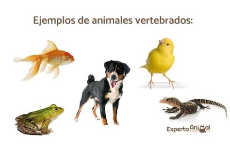 Ejercicio Interactivo De Animais Vertebrados E Invertebrados Porn Sex