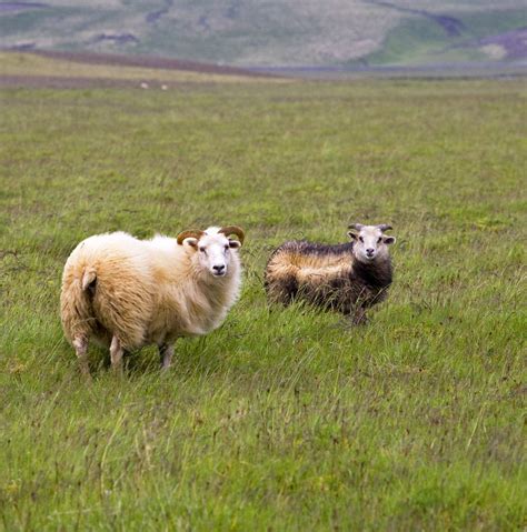 Icelandic Sheep By Buddy Mays Sheep Iceland Buddy