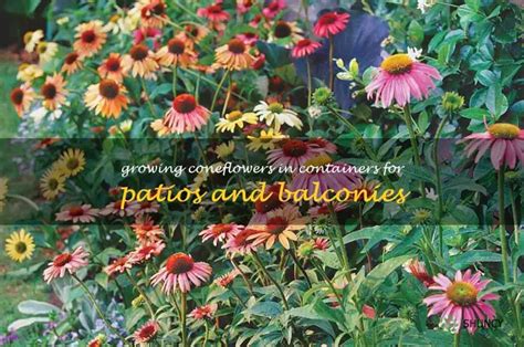 Bring Color To Your Patio Or Balcony With Container Grown Coneflowers