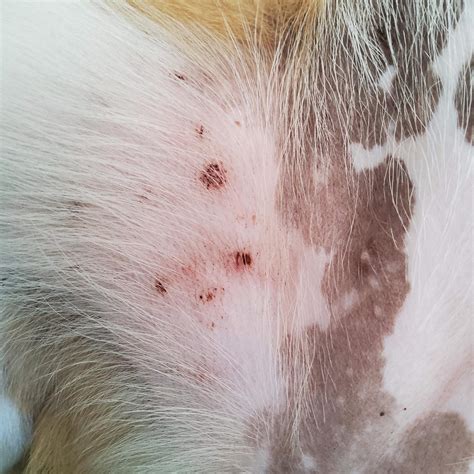 Was kann man gegen diesen Ausschlag tun? (Gesundheit und Medizin