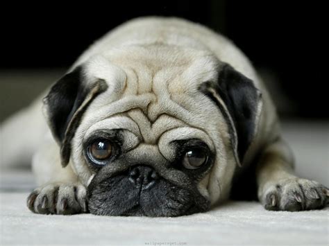 pug wallpapers hd desktop  mobile backgrounds