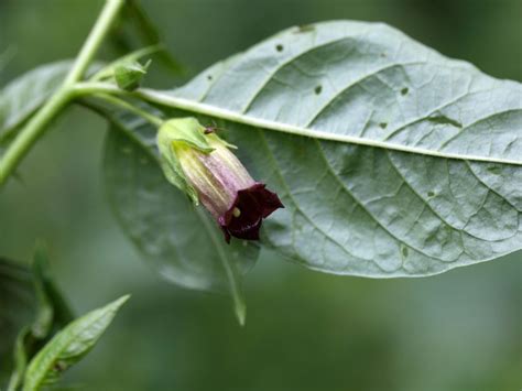 Belladona En Homeopatía ¿qué Es Y Para Qué Sirve Homeopatia Peruana