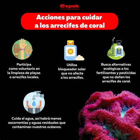 Acciones Para Cuidar A Los Arrecifes De Coral