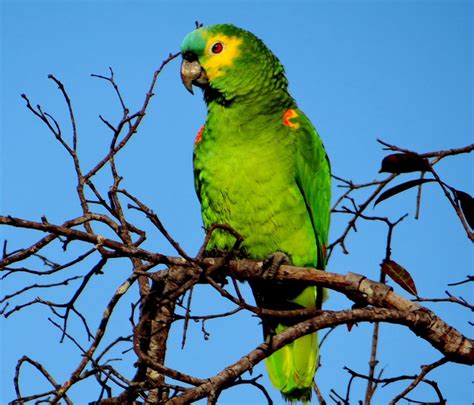 Foto Papagaio Verdadeiro Amazona Aestiva Por Maria Fachini Agostinho