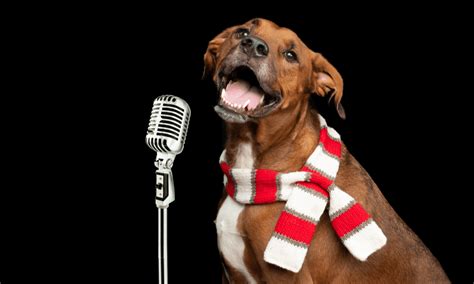 Happy Paw Lidays Survey Reveals Dogs Favorite Christmas Songs