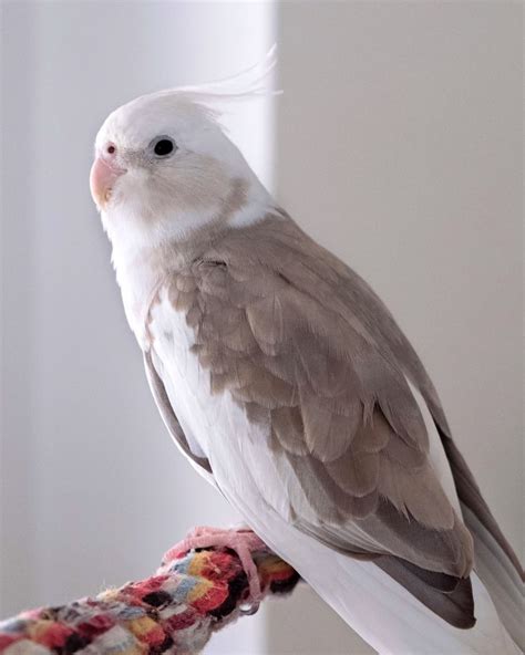 10 Cockatiel Colors Varieties & Mutations (With Pictures) - Pet Care Stores