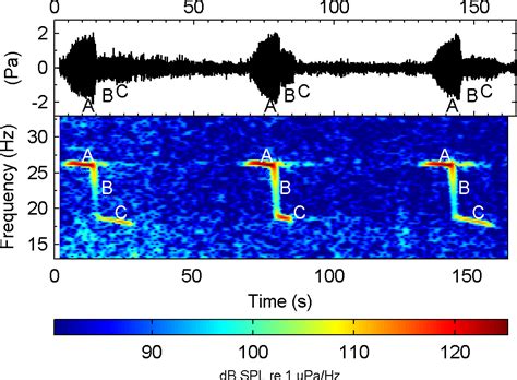 Sound science finds Antarctic blue whale hotspots — Australian ...