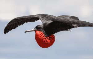 Magnificent Frigatebird Facts: They Love to Steal, from Fish to Sticks ...