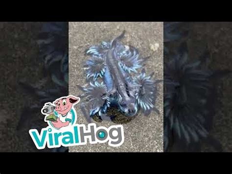 Blue Dragon Sea Slug Gently Swims || ViralHog - YouTube