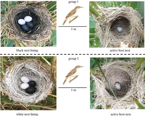 Cuckoo Bird Nest Parasitism