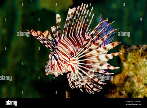 The Red Lionfish Pterois Volitans Is A Venomous Coral Reef Fish In