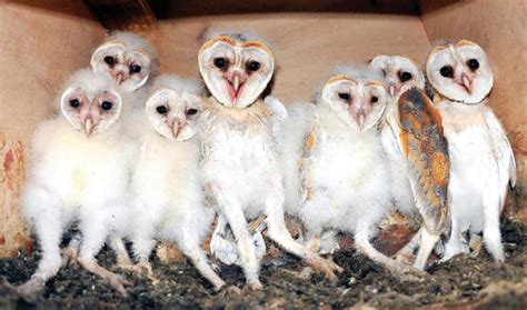 Featherless Owl