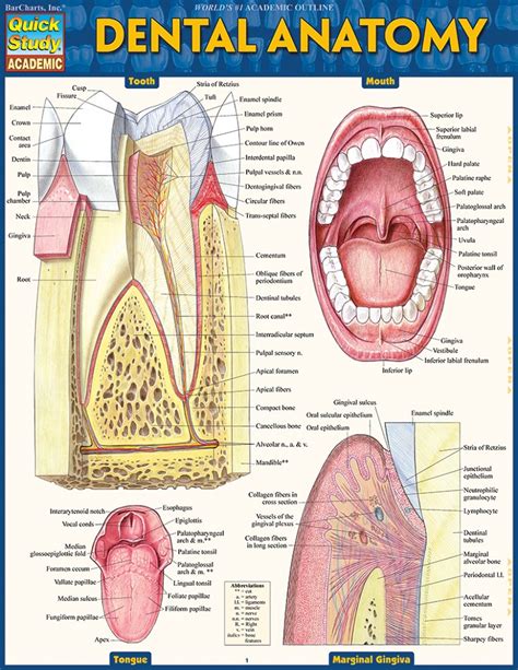 Dental Anatomy Study Guide (8.5" X 11") - 3-Panel, Laminated