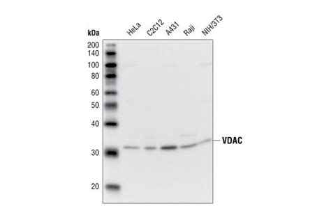 Vdac Antibody Cell Signaling Technology