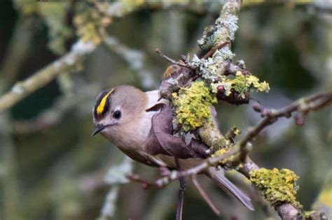 The 10 Smallest Birds in the UK (With Pictures)