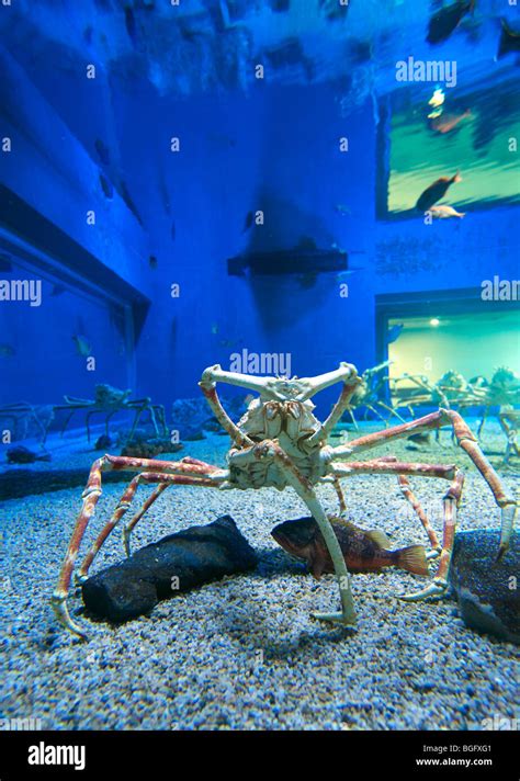 Osaka aquarium, Osaka, Japan Stock Photo - Alamy