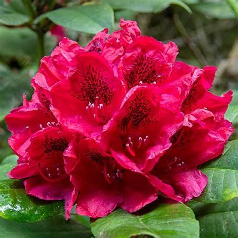 Gardenersdream X Rhododendron Ramapo Plant In Pot Evergreen