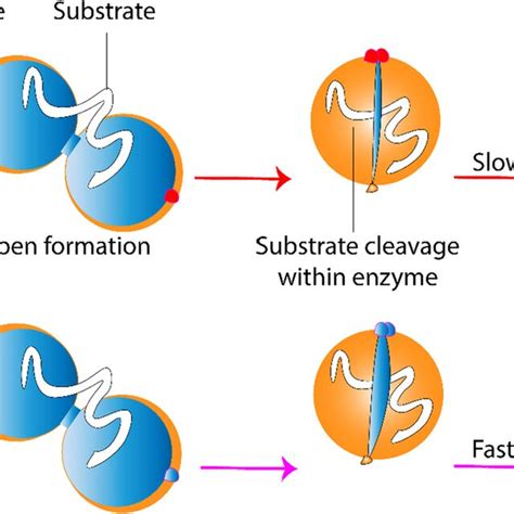 Insulin Degrading Enzyme Ide Activation Pathway A Download