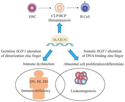 Frontiers Multifaceted Roles Of Ikzf Gene Perspectives From Bench