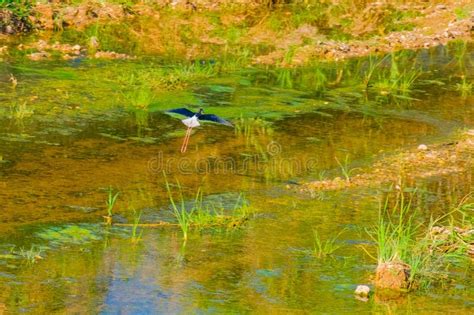 Black Winged Stilt Himantopus Himantopus Stilt Bird Walk Stock Photo