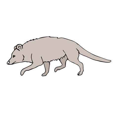 Premium Vector Vector Hand Drawn Doodle Sketch Colored Opossum