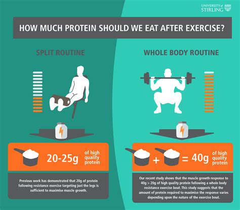 Do Men With More Muscle Need More Protein? | American Council on
