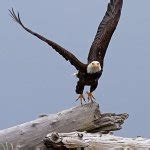 eagle meme generator imgflip