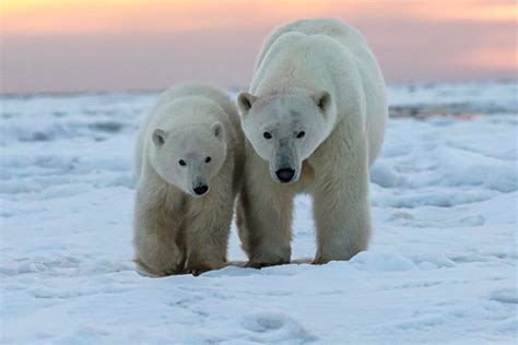 Inside Canada's Polar Bear Jail - Atlas Obscura