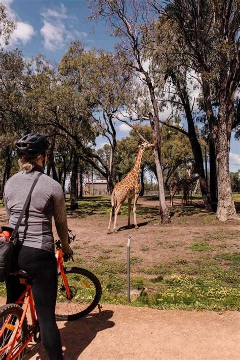 Taronga Western Plains Zoo Explore Dubbo Hunterhunter