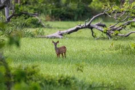 The Red Brocket Deer - Deer and Forests