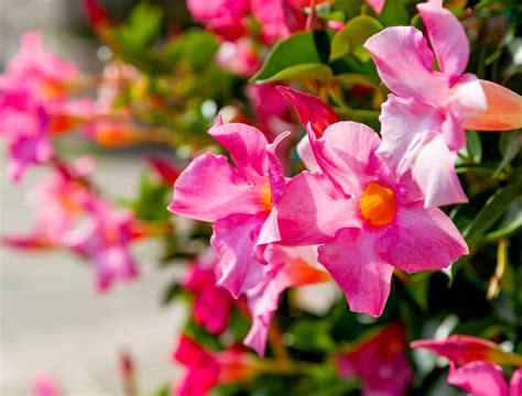 How To Grow Mandevilla Vines In Pots Backyard Boss