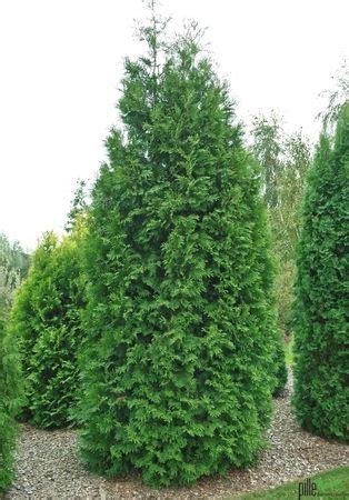 Thuja Brabant Lebensbaum Koniferen Versch Gr En Heckenpflanzen Beste