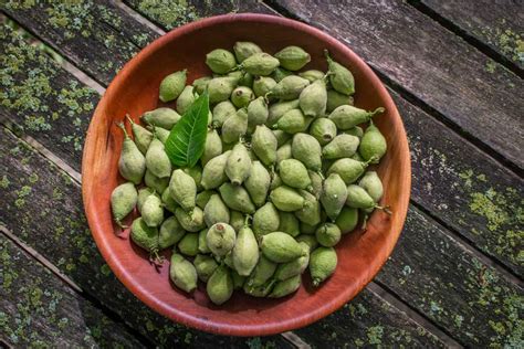 Green Walnuts Harvesting Cooking And Recipes Forger Chef