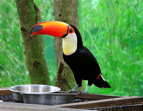 Toucan at the Feeding Station by Rosalie Scanlon | Feeding station ...