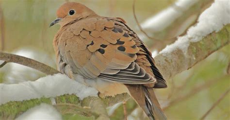 mourning doves nest   animals