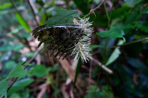 40+ Entomopathogenic Fungi Stock Photos, Pictures & Royalty-Free Images - iStock