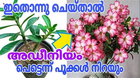 Adenium Plant Care Tips Youtube