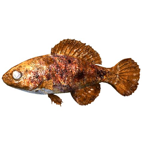 File:SR-icon-food-Cooked Pygmy Sunfish.png - The Unofficial Elder ...