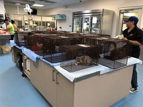 PACC Surrendered Pets | Tucson Weekly