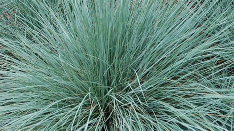 Hardy Ornamental Grasses Melinda Myers