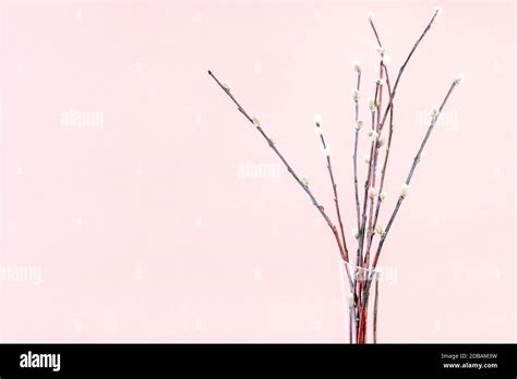 Pussy Willow Sunday Palm Sunday Feast Concept Bunch Of Downy Pussy Willow Twigs On Pink